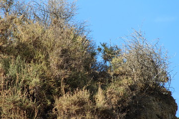 Desert Plants Blue Sky