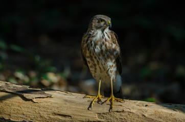 Besra Sparrowhawk (Accipiter virgatus fuscipectus)