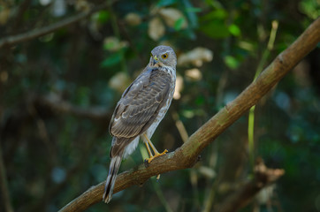 Besra Sparrowhawk (Accipiter virgatus fuscipectus)