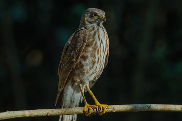 Besra Sparrowhawk (Accipiter virgatus fuscipectus)