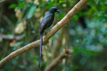 Racket-tailed Treepie.(Crypsirina temia)