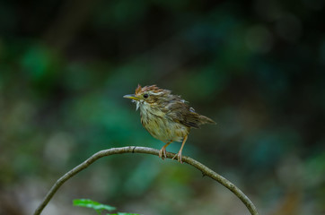 Puff-throated Babbler in tropical forest