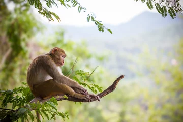 Poster Im Rahmen Männlicher Affe, der auf einem Tamarinzweig und einem Gebirgshintergrund sitzt. © Sainam