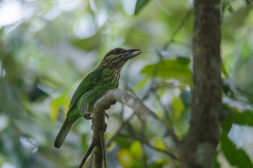 Green-eared Barbet(Megalaima faiostricta)