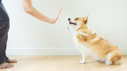corgi .dogs concentrate on learning