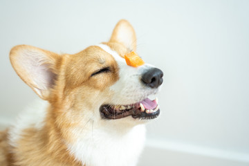 corgi dog smiled and learned to sit and wait.