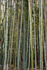 Bamboo in the rural area in Japan