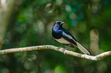 Fototapeta premium Oriental magpie robin (Copsychus saularis) on branch