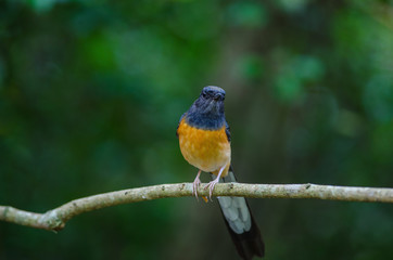 White-rumped Shama standing on a branch