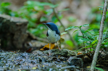 Obraz premium Siberian blue robin (Luscinia cyane)