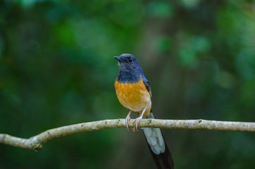 White-rumped Shama standing on a branch