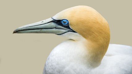 A gannet portrait - a close-up profile photo of head and neck  with a pastel colored background. 