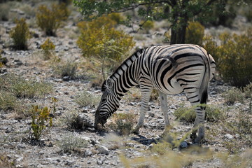 Fototapeta na wymiar Zebra wanders in the savannah in Namibia.