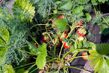 Home garden with strawberries, dill and other plants