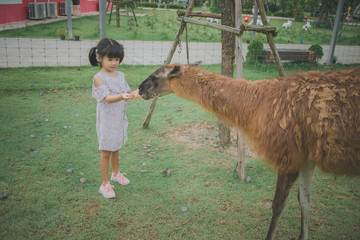 Sweet cute  child feeding lama 