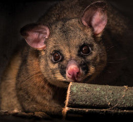 A brush-tailed possum close-up photo with its face staring front on. 