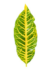 Codiaeum variegatium (L.) Blume leaf on white background.