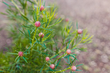 native Australian bush plant isopogon candy cone with pink blossoms