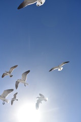 Fototapeta na wymiar Flying Seaguls