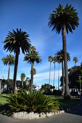 Fototapeta na wymiar Palm tree in Napier, New Zealand