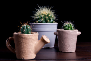 Group cactus in ornamental flowerpot watering can on a dark wooden background. copy space