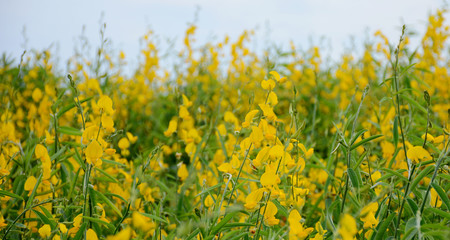 Beatifull Yellow Flowers Camp