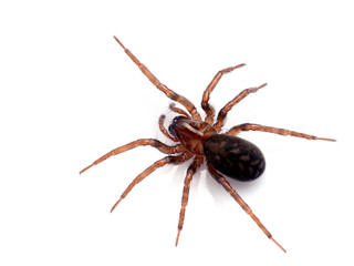 brown spider, Cybaeus species, photographed from above, isolated