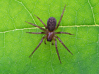 brown spider, Cybaeus species, photographed from above on green leaf