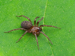 brown spider, Cybaeus species, photographed from above on green leaf, 3/4 view