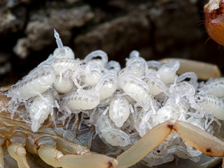 newborn baby stripe-tailed scorpions, Paravaejovis spinigerus, clinging to the back of the mother,...