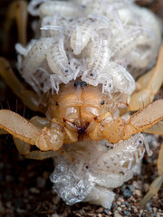  close-up of female stripe-tailed scorpion, Paravaejovis spinigerus, carrying newborn babies on back, front view