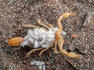  female stripe-tailed scorpion, Paravaejovis spinigerus, carrying newborn babies on back, from above