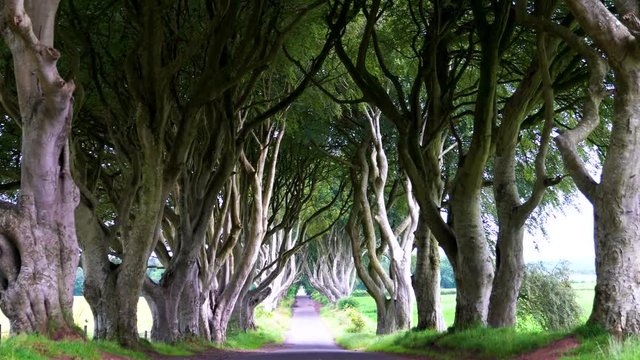 Located in Northern Ireland, The Dark Hedges is a beautiful row of beech trees that has been made famous by appearances in TV shows and films such as Game of Thrones.