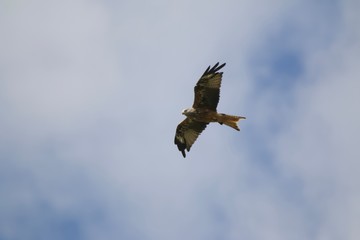 kite (milvus milvus) flying in various positions 