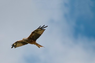 kite (milvus milvus) flying in various positions 