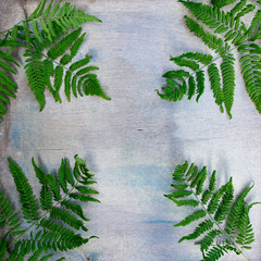 Blue shabby wooden background with leaves of fern.