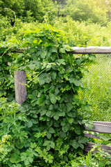 curly hops on a wooden fence with a metal grid