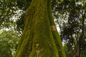 green moss growing on tree trunk in rain forest. Tree bark with green mossy