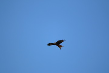kite (milvus milvus) flying in various positions 