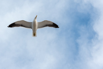 seagull in the sky