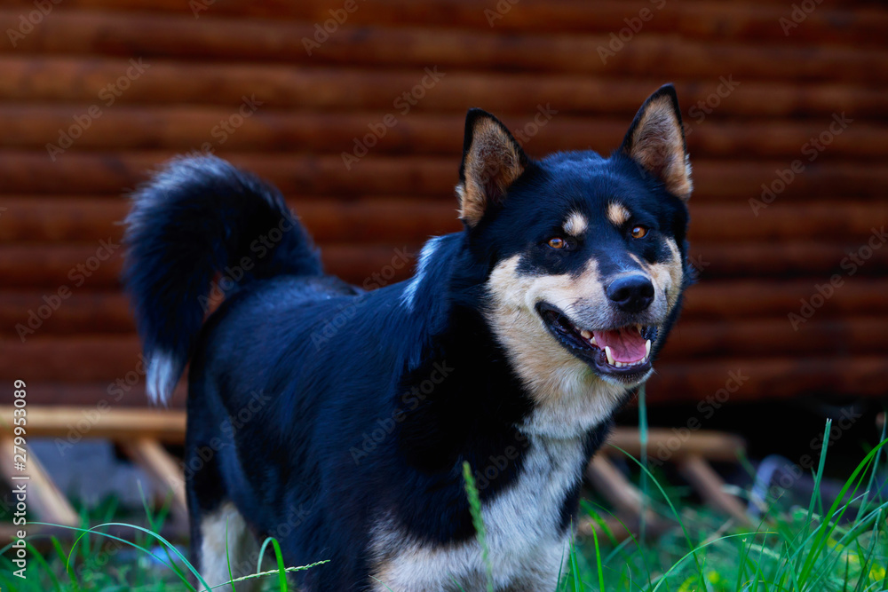 Wall mural dog breed east siberian laika