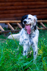 Dog breed English Setter