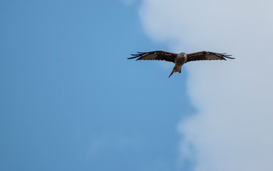 kite (milvus milvus) flying in various positions 