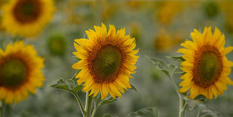 Fototapeta na wymiar sunflower closeup on the field