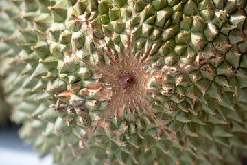 Naklejka na ściany i meble Malaysia famous fruits Blackthorn durian