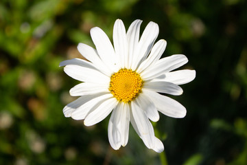 Fototapeta premium Close up of a top view centered white daisy flower with background blurred