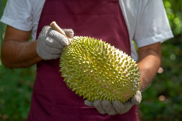 Farmer and musang king durian