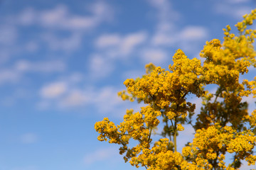 Fototapeta premium Natural beauty background. Solidago yellow inflorescences on a background of blue sky with clouds. Cropped shot, horizontal, close-up, no people, free space, blur. The concept of nature and gardening.