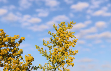 Natural beauty background. Solidago yellow inflorescences on a background of blue sky with clouds. Cropped shot, horizontal, close-up, no people, free space, blur. The concept of nature and gardening.