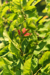 Natural beauty background. A branch of green leaves with red seeds in the garden on a sunny morning. Cropped shot, vertical, close-up, no people, free space, blur. The concept of nature and gardening.